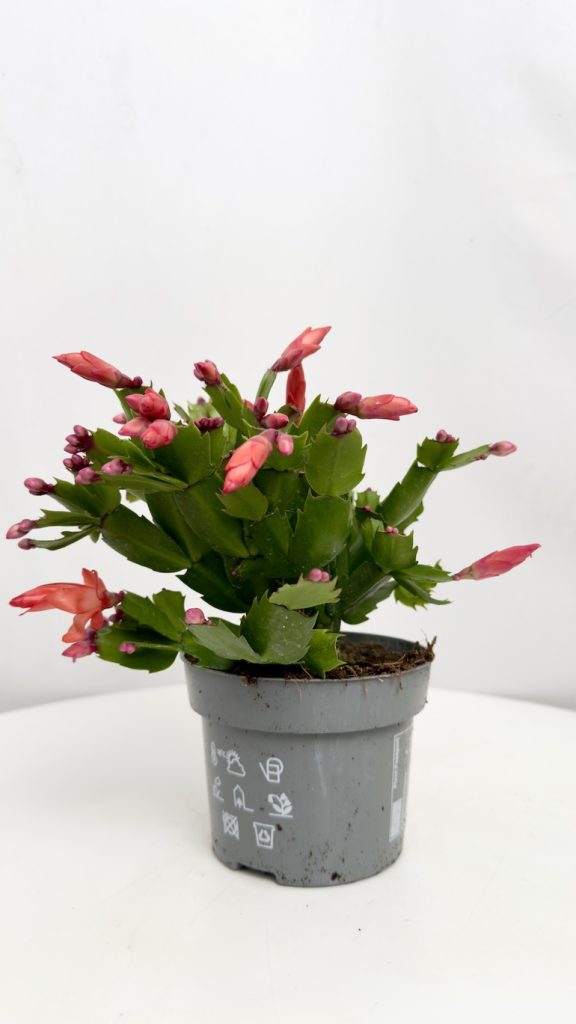 Schlumbergera różowe kwiaty