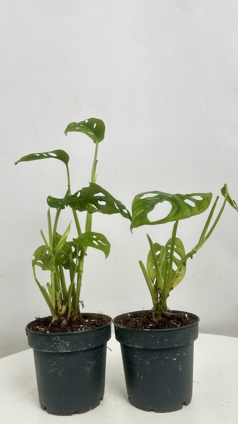 Monstera Monket Mask 2szt Adopcja