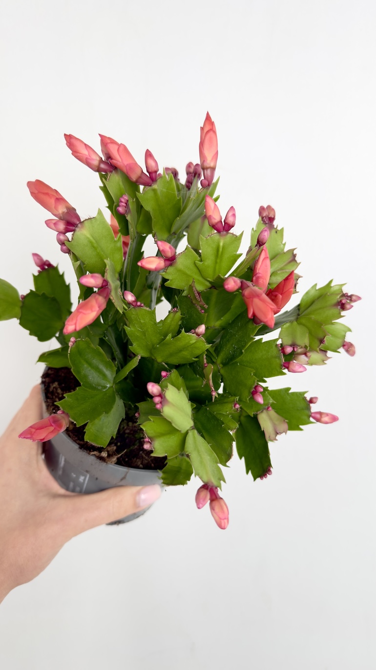Schlumbergera różowe kwiaty