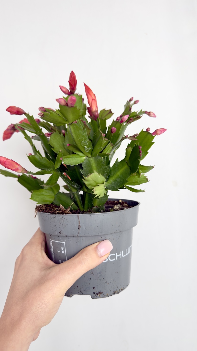 Schlumbergera różowe kwiaty