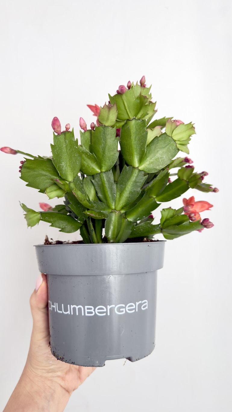 Schlumbergera różowe kwiaty