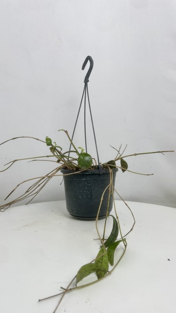 Aeschynanthus Marmoratus Adopcja