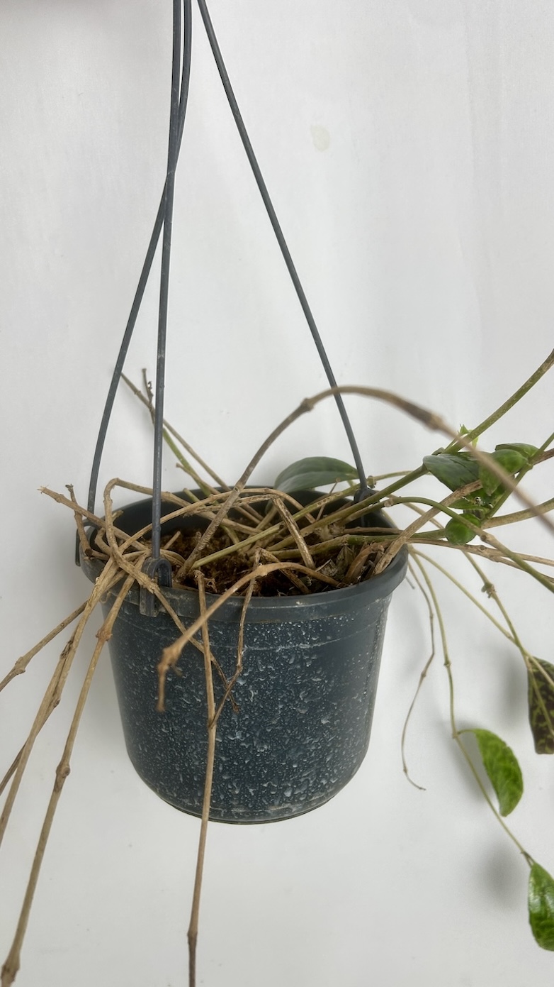 Aeschynanthus Marmoratus Adopcja