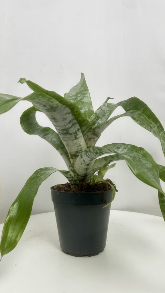 Aechmea Adopcja