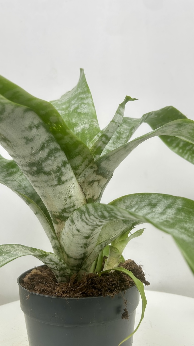 Aechmea Adopcja