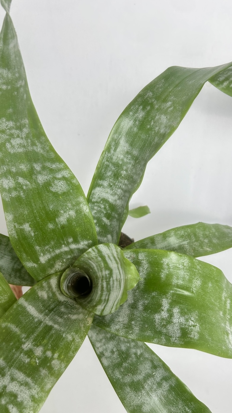 Aechmea Adopcja
