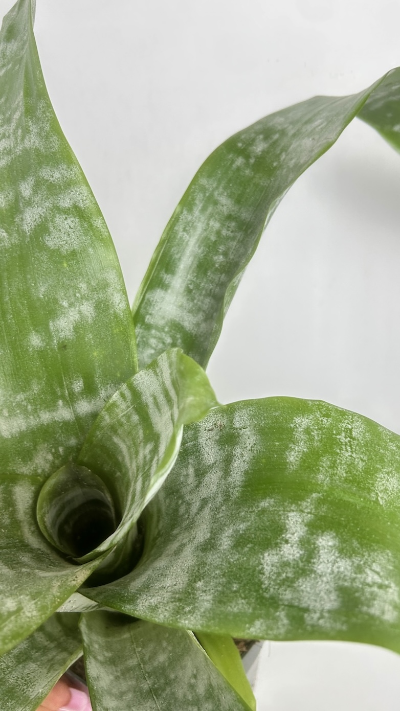 Aechmea Adopcja