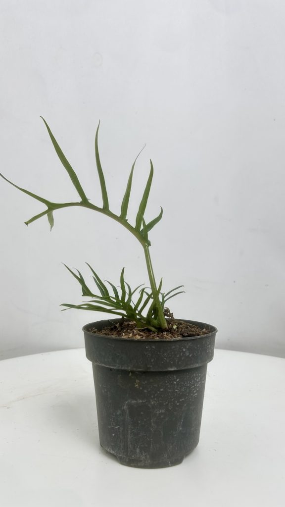 Philodendron Tortum Adopcja