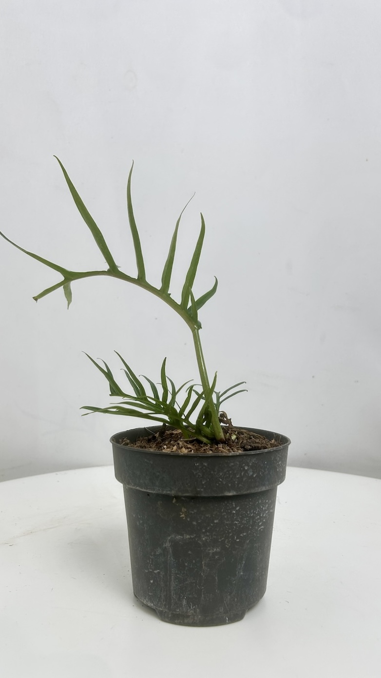 Philodendron Tortum Adopcja