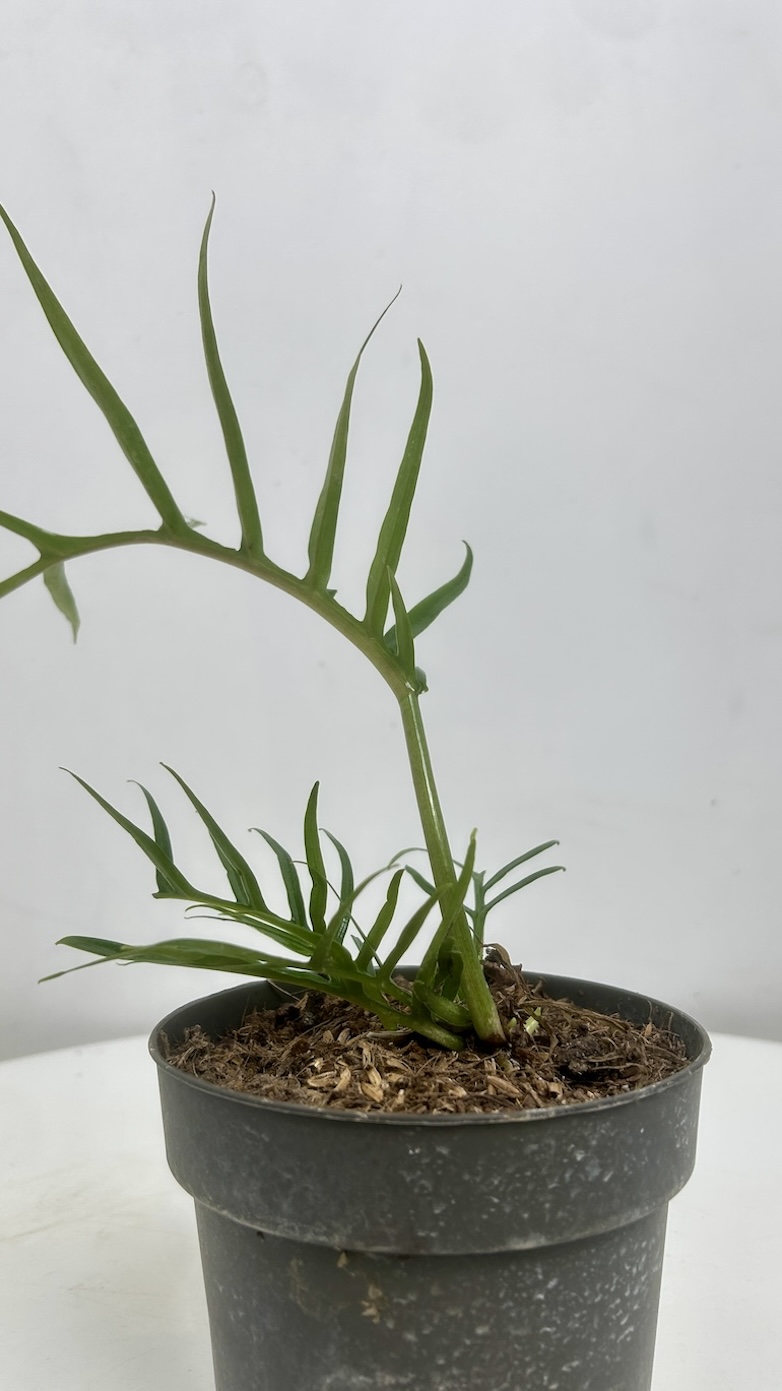 Philodendron Tortum Adopcja