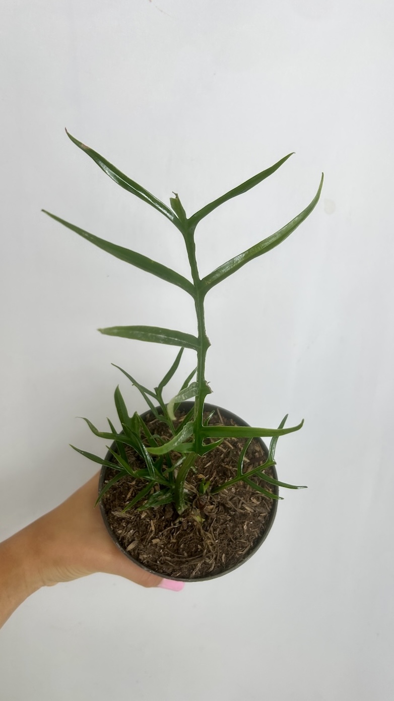Philodendron Tortum Adopcja