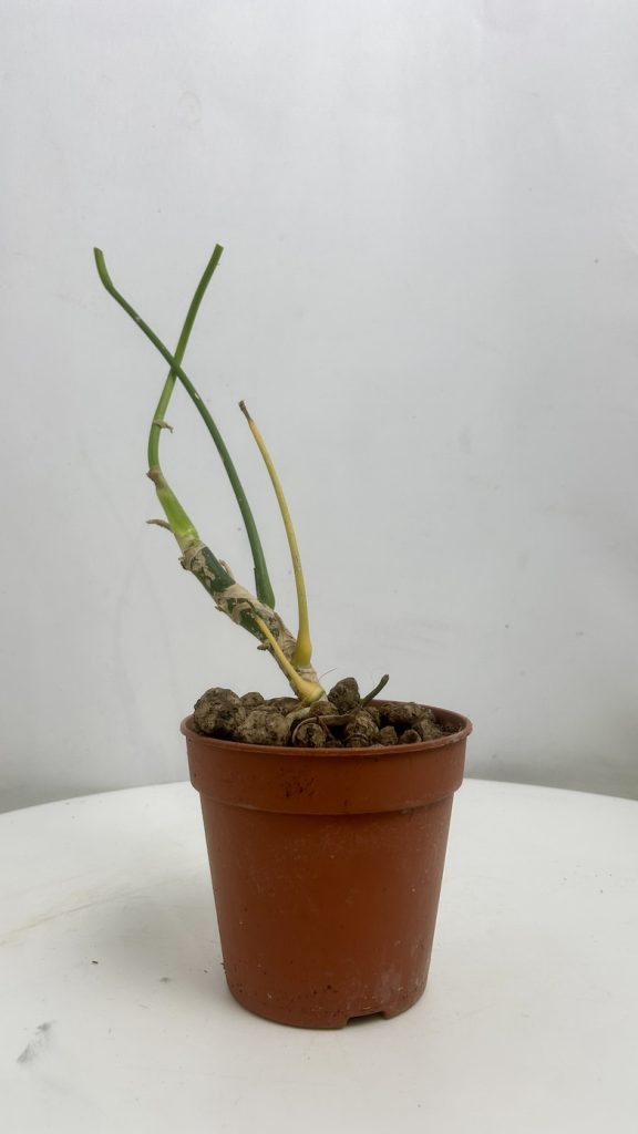 Anthurium warocqueanum Adopcja