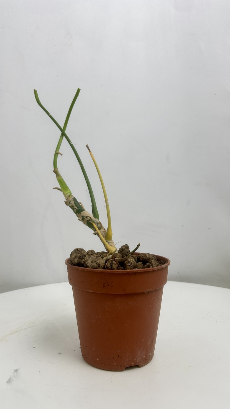 Anthurium warocqueanum Adopcja