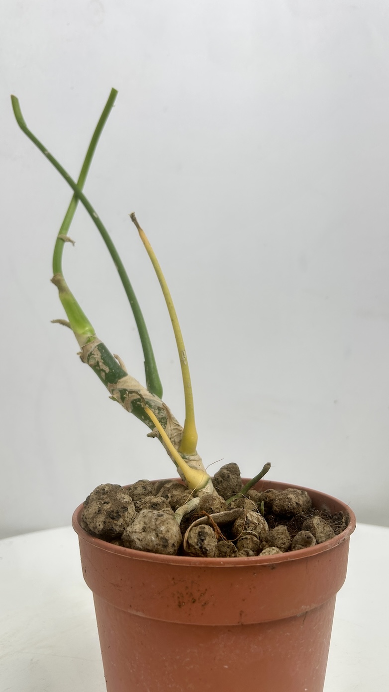 Anthurium warocqueanum Adopcja