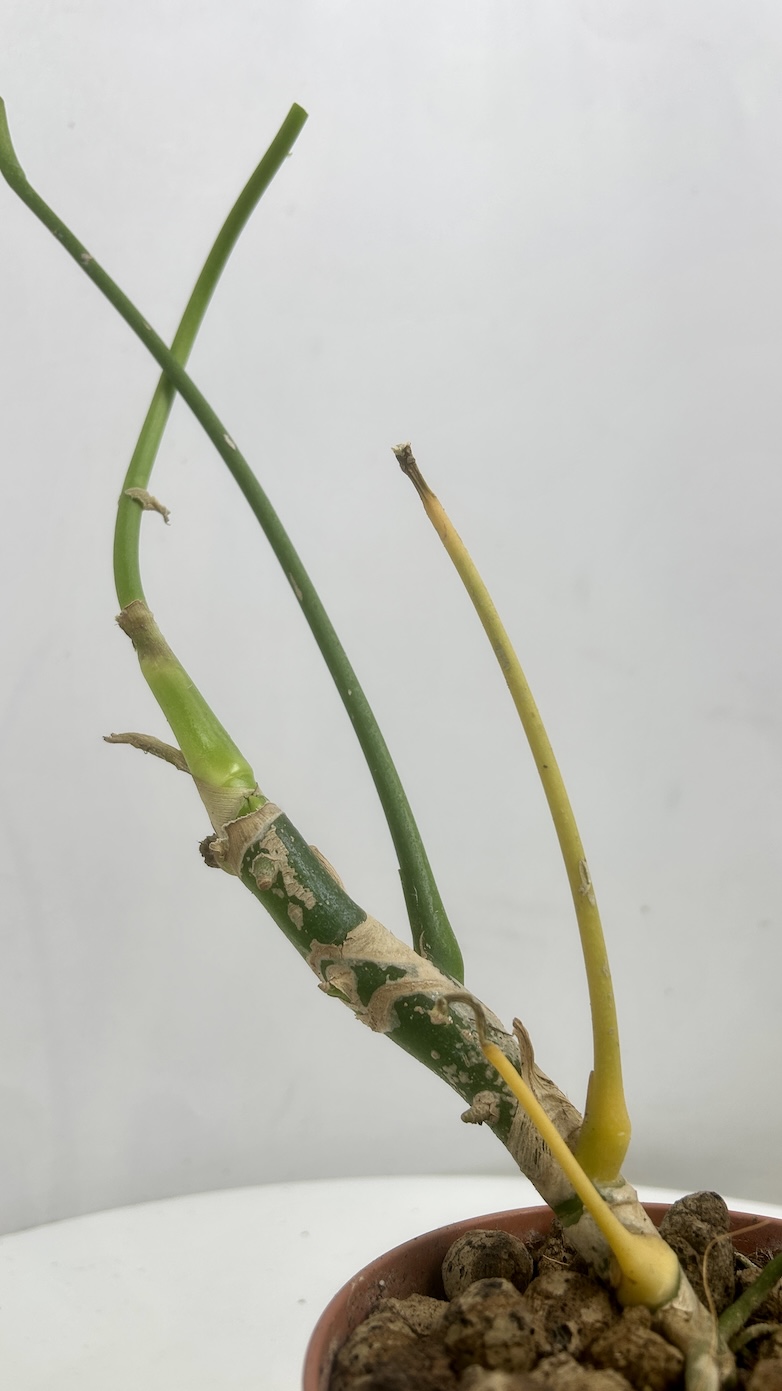 Anthurium warocqueanum Adopcja
