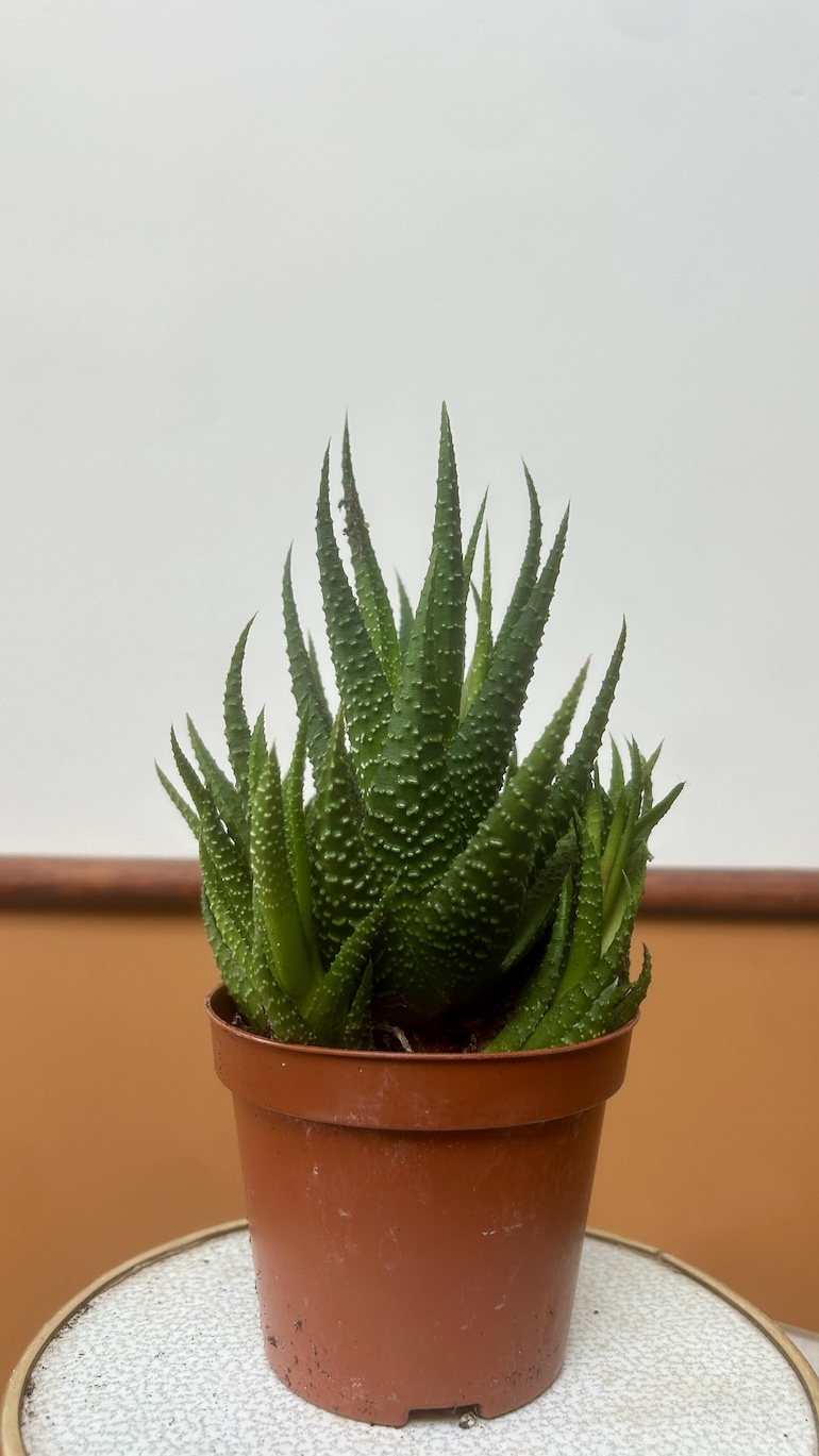 Haworthia Adopcja