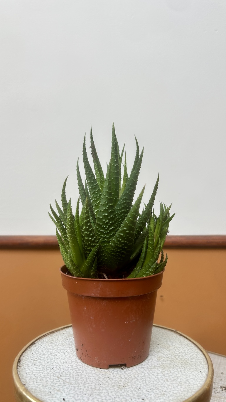 Haworthia Adopcja