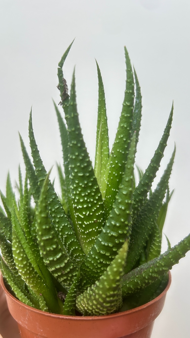 Haworthia Adopcja