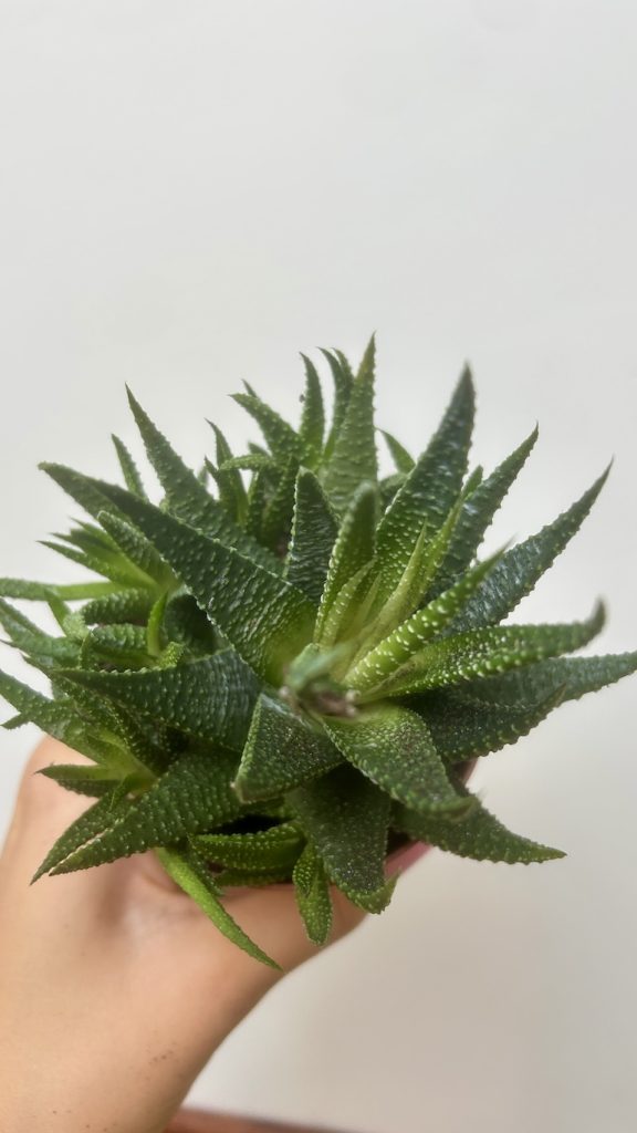 Haworthia Adopcja