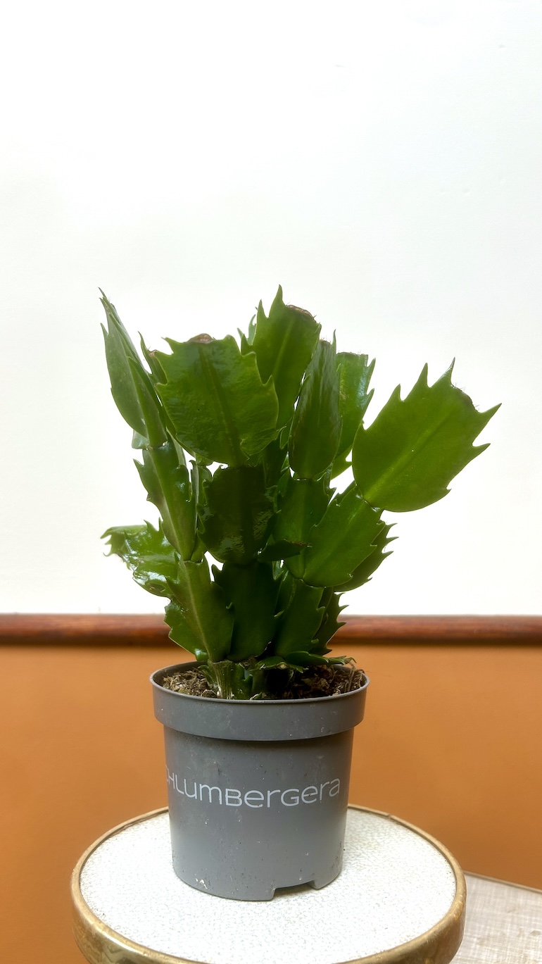 Grudnik mix kolor Adopcja