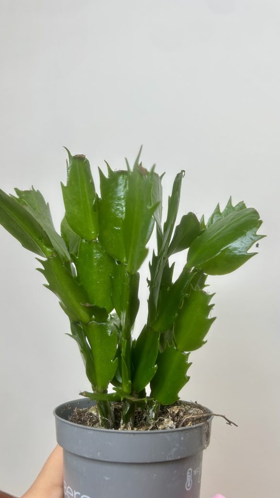 Grudnik mix kolor Adopcja