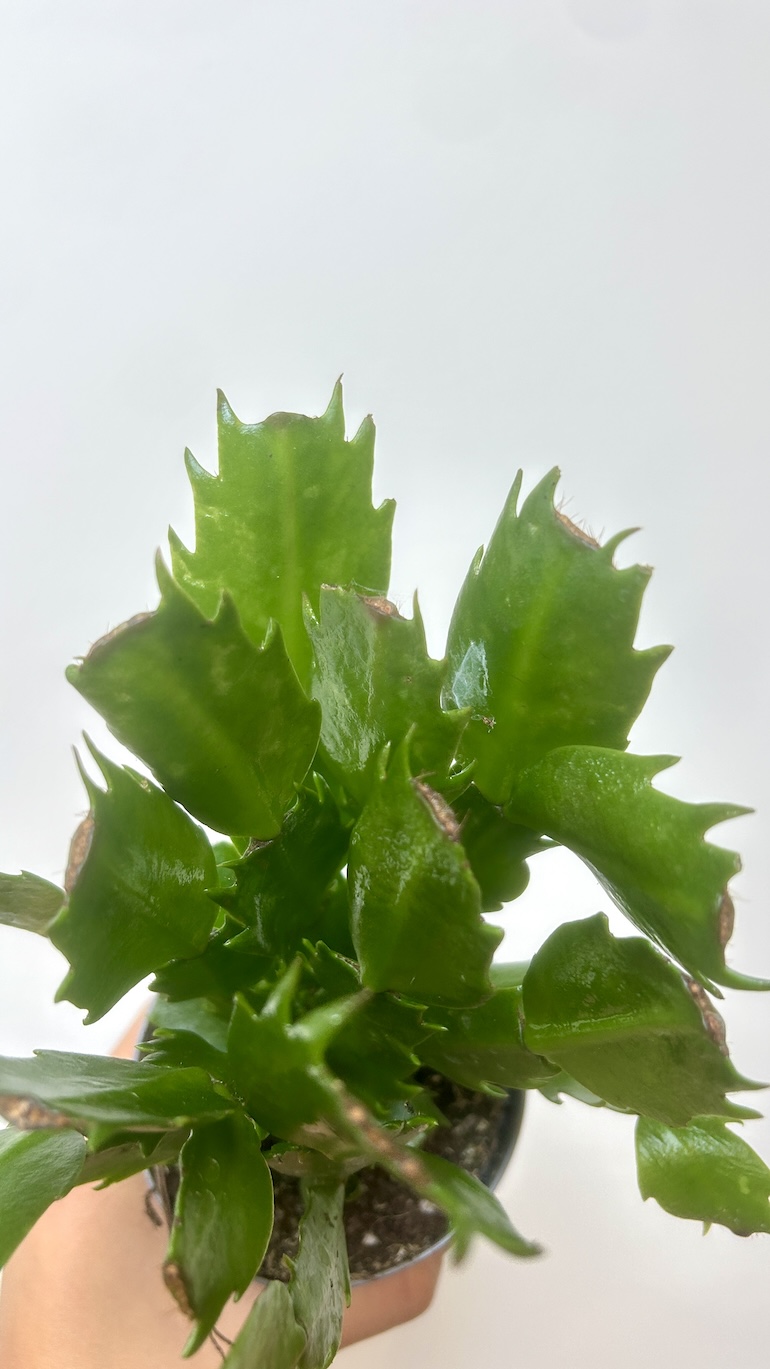 Grudnik mix kolor Adopcja