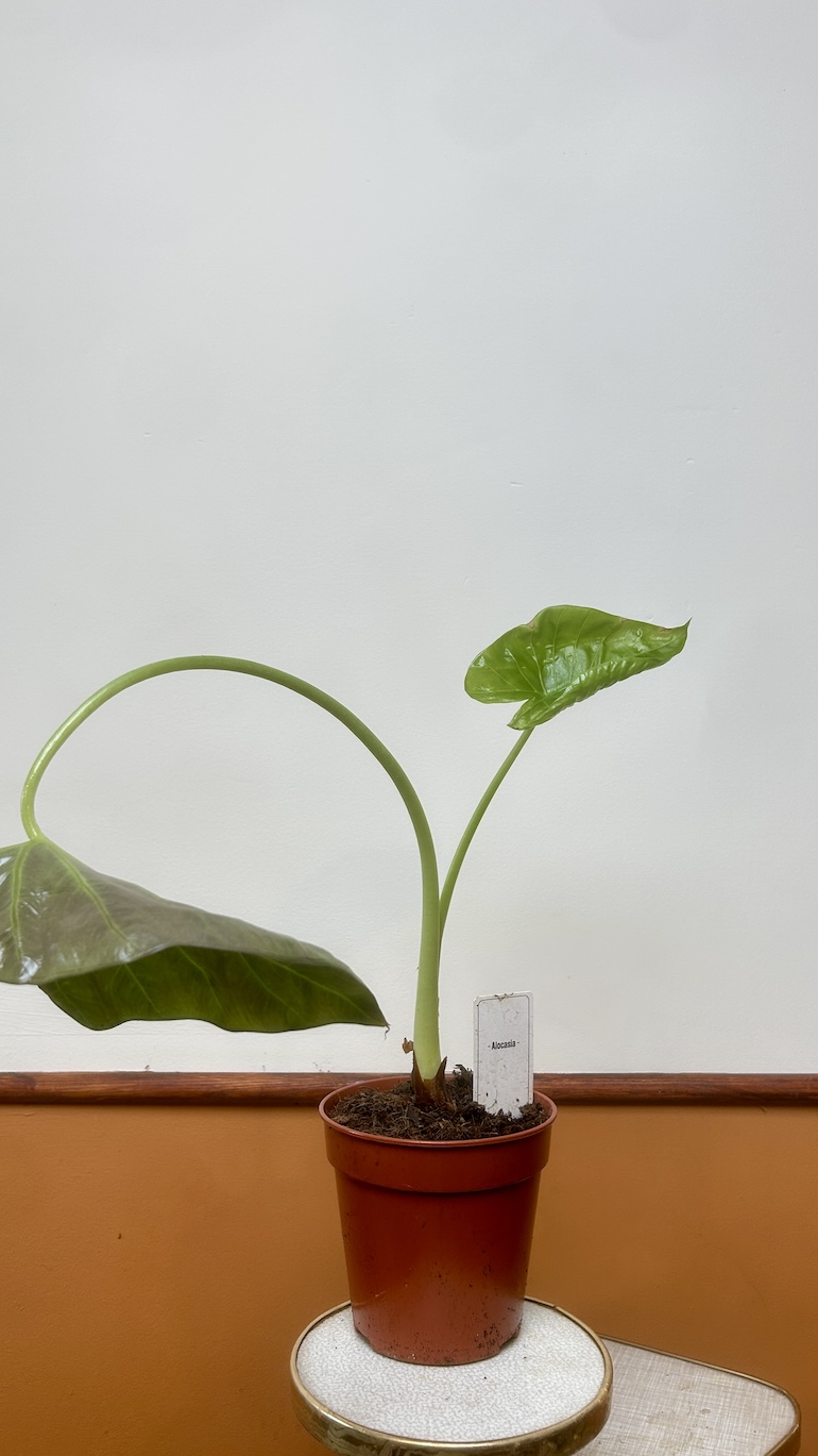 Alocasia Wenti Adopcja