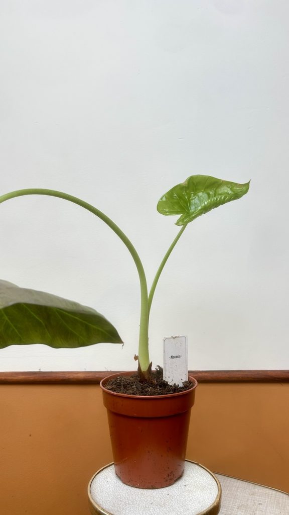 Alocasia Wenti Adopcja