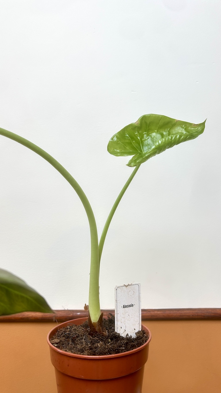 Alocasia Wenti Adopcja