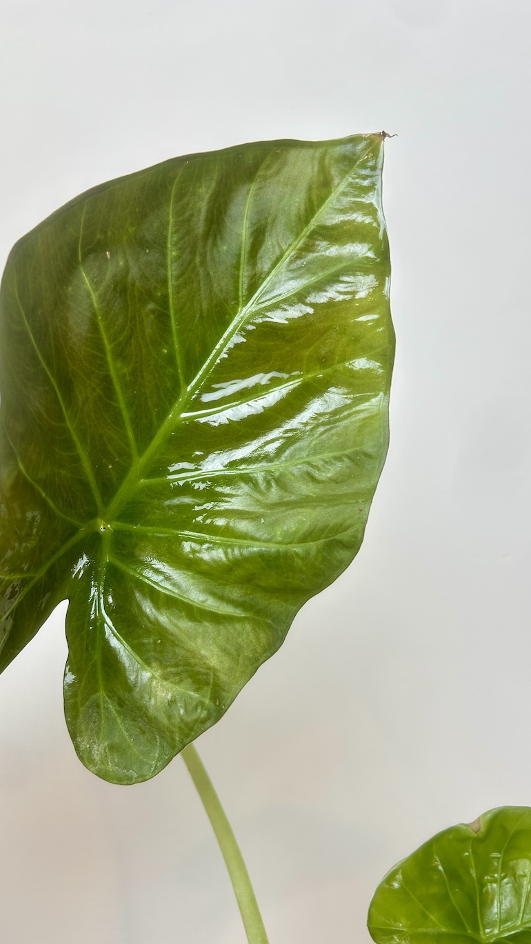 Alocasia Wenti Adopcja