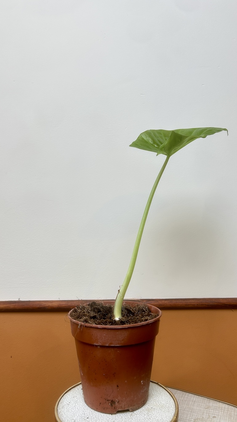 Alocasia Wenti Adopcja