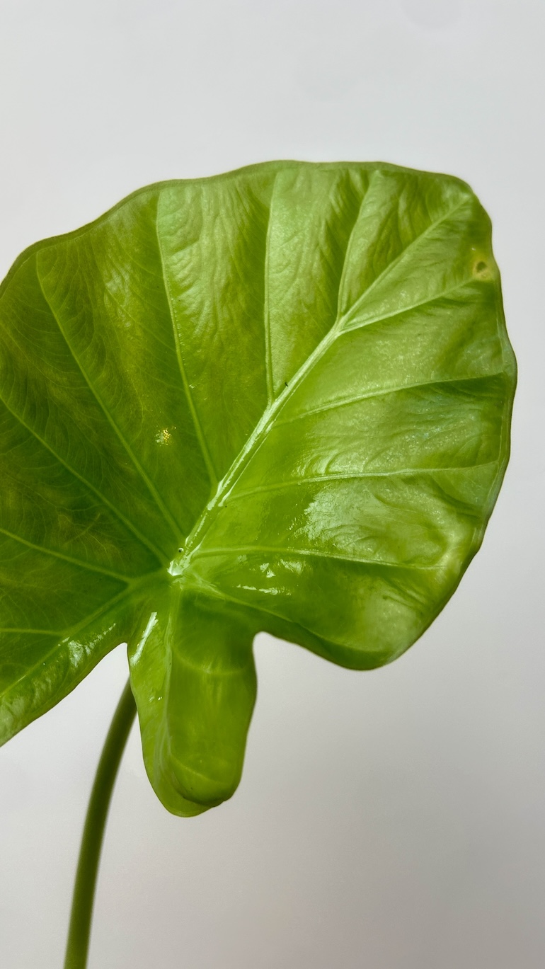 Alocasia Wenti Adopcja