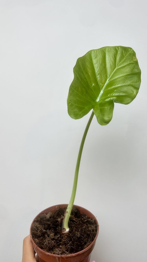 Alocasia Wenti Adopcja