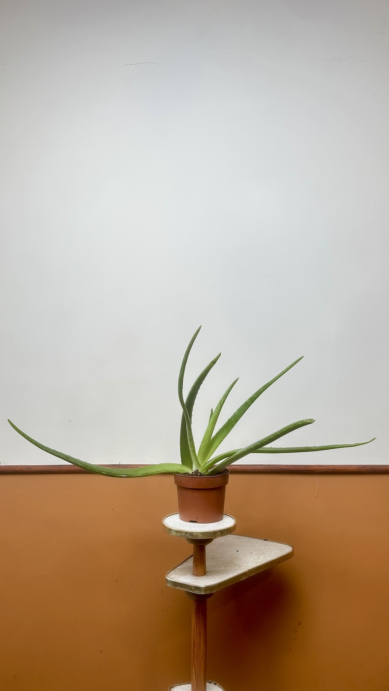 Aloes Adopcja