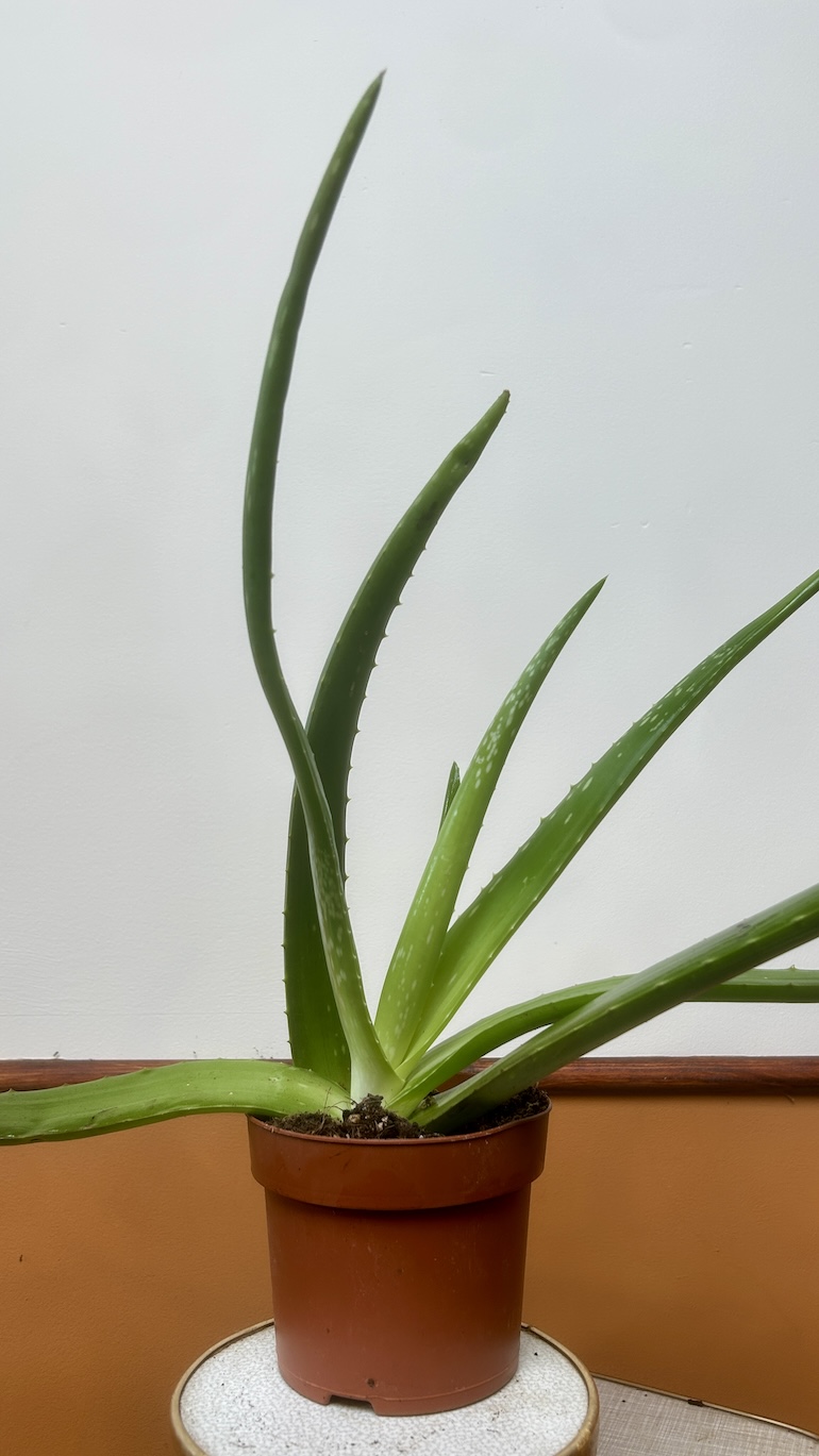 Aloes Adopcja