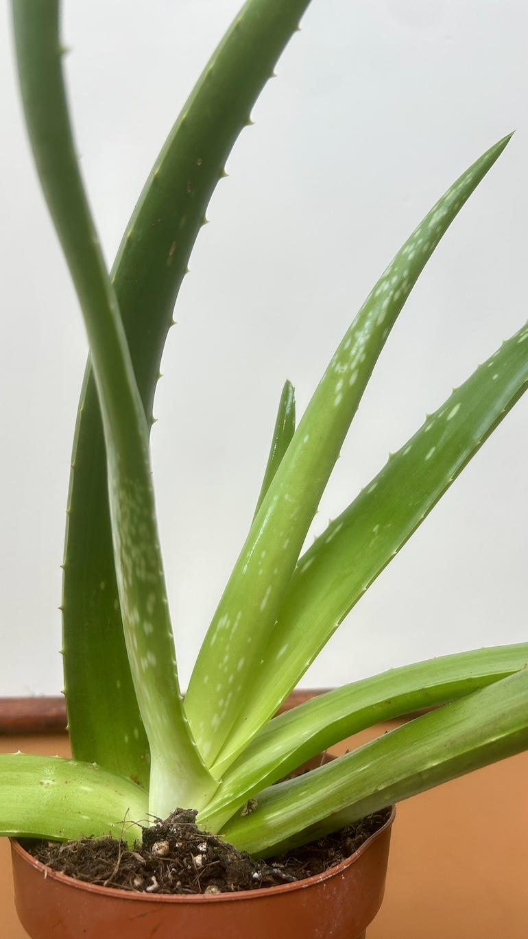 Aloes Adopcja