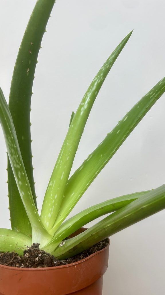 Aloes Adopcja