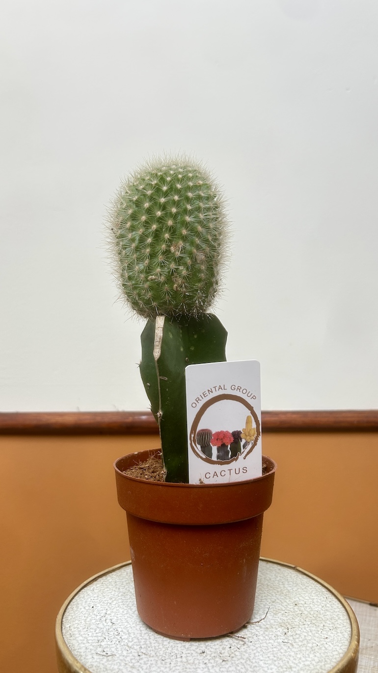 Cactus Adopcja