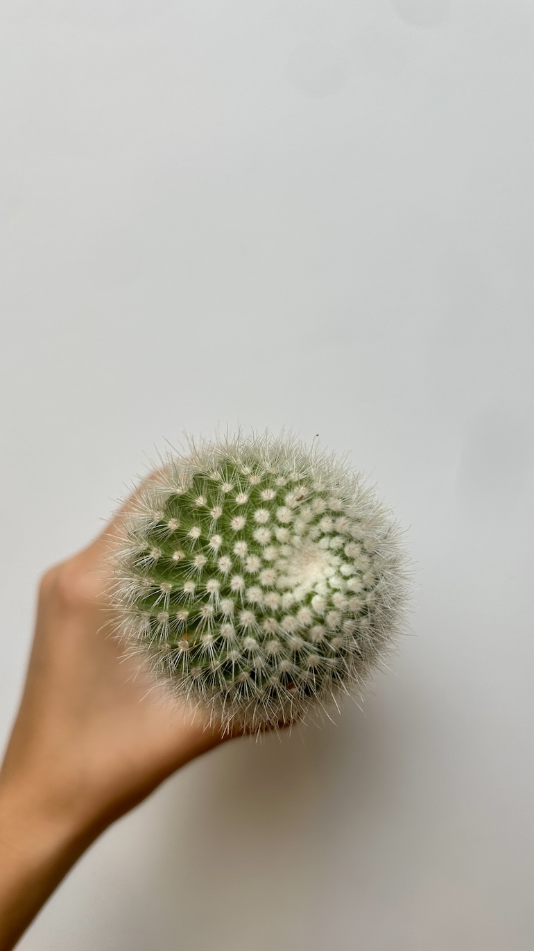 Cactus Adopcja