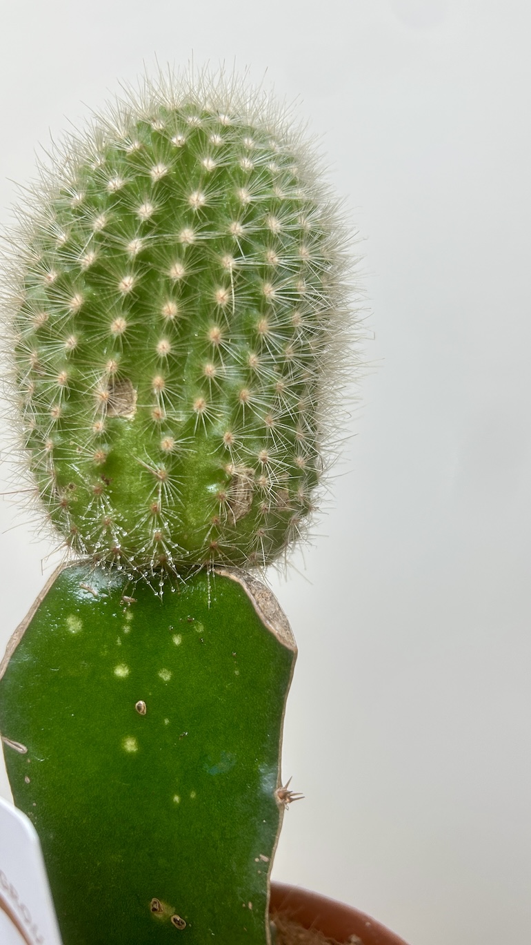 Cactus Adopcja