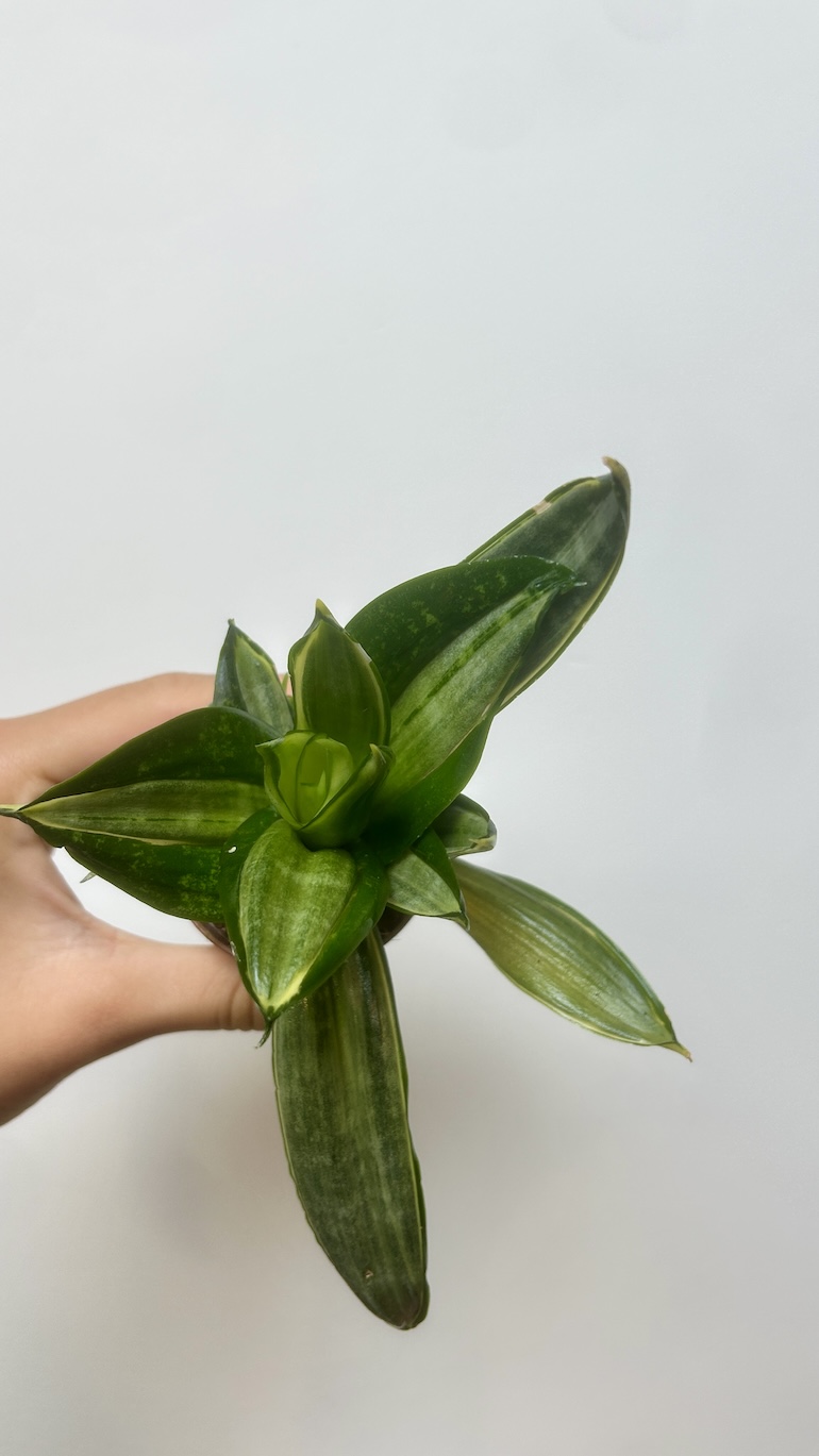 Sansevieria Adopcja