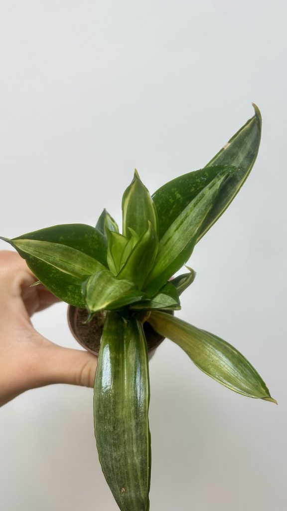 Sansevieria Adopcja