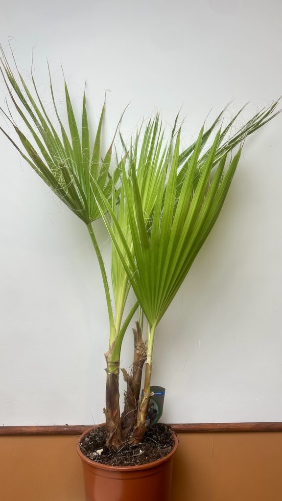 Washyngtonia Adopcja