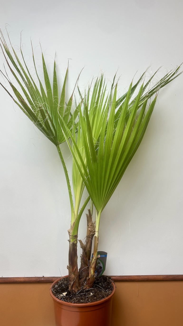 Washyngtonia Adopcja