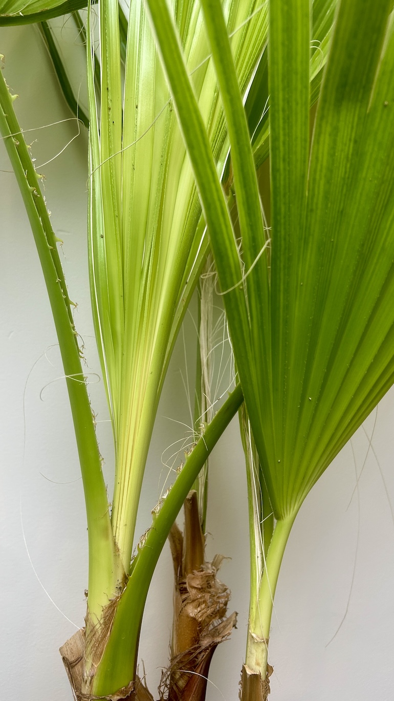 Washyngtonia Adopcja