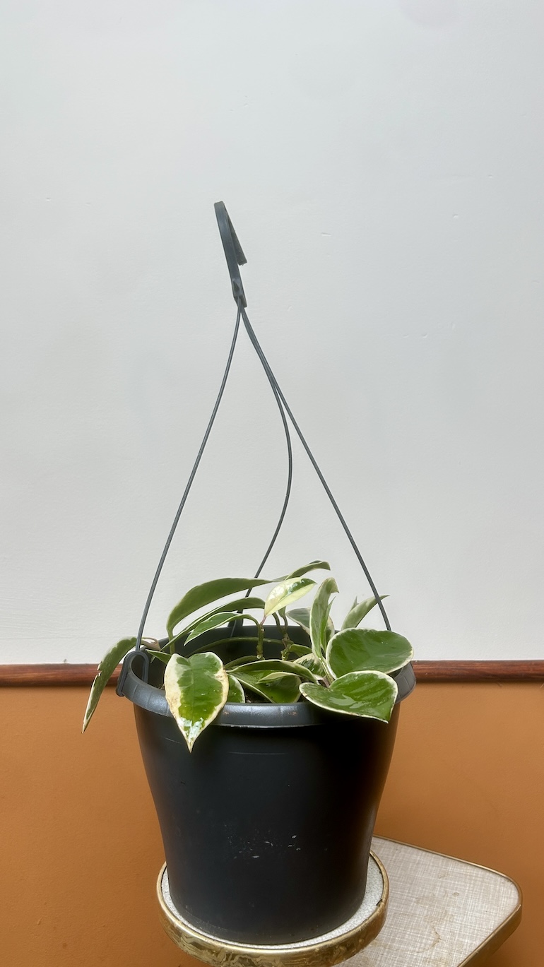 Hoya Flamingo Dream Adopcja