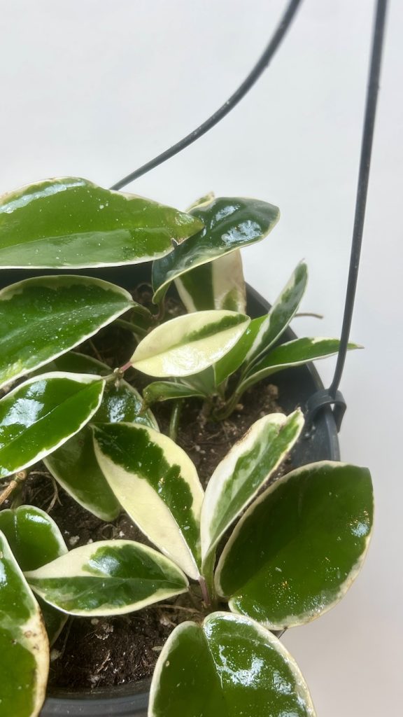 Hoya Flamingo Dream Adopcja