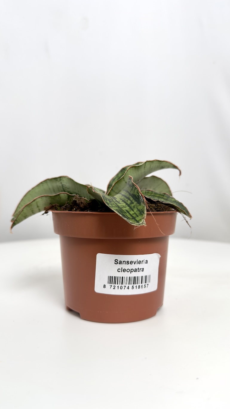 Sansevieria Cleopatra