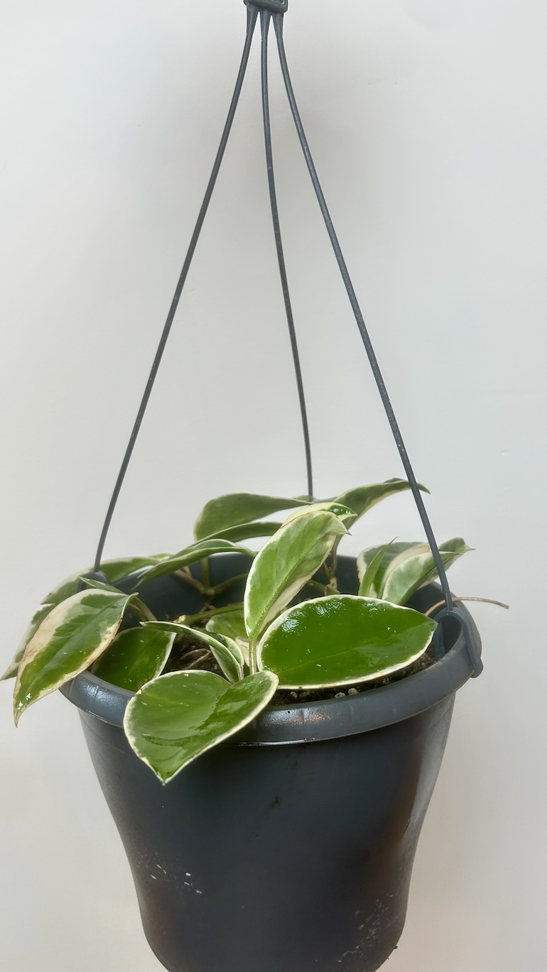 Hoya Flamingo Dream Adopcja