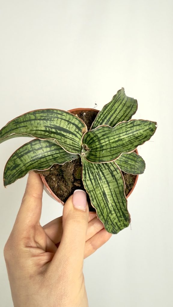 Sansevieria Cleopatra